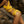 Load image into Gallery viewer, Luna Brazilian Bikini Brief - Yellow Ochre
